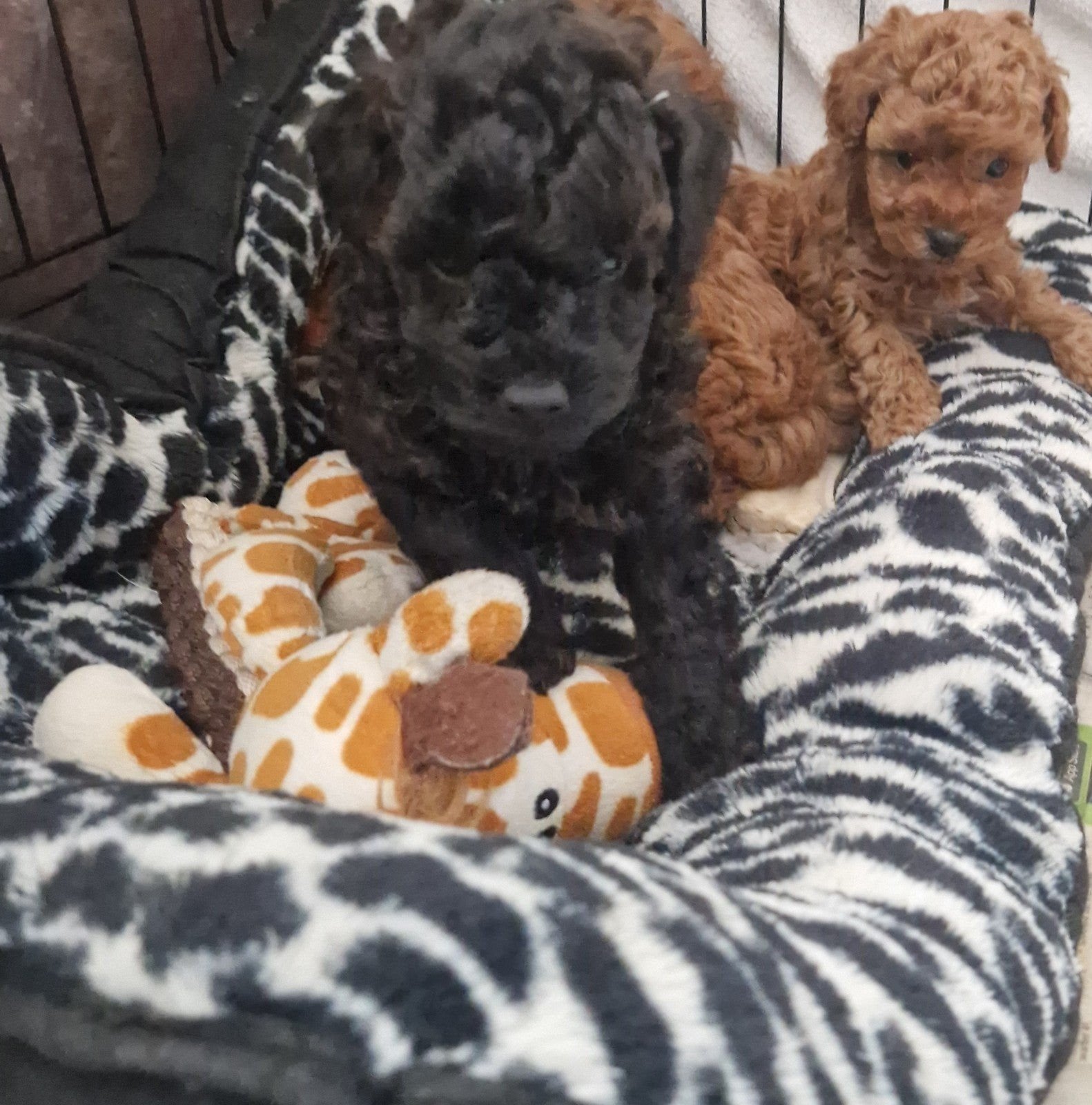 Toy Poedel pups GETESTE OUDERS  oma,s,opa s Bekend, Dieren en Toebehoren, Poedel, Parvo, 8 tot 15 weken, Meerdere
