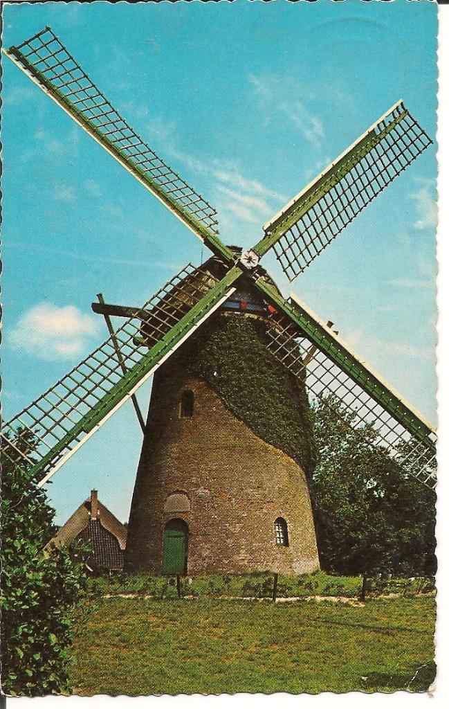 Ansichtkaart Schoorl Oude Molen met klimop, Ophalen of Verzenden, 1960 tot 1980, Ongelopen, Noord-Holland