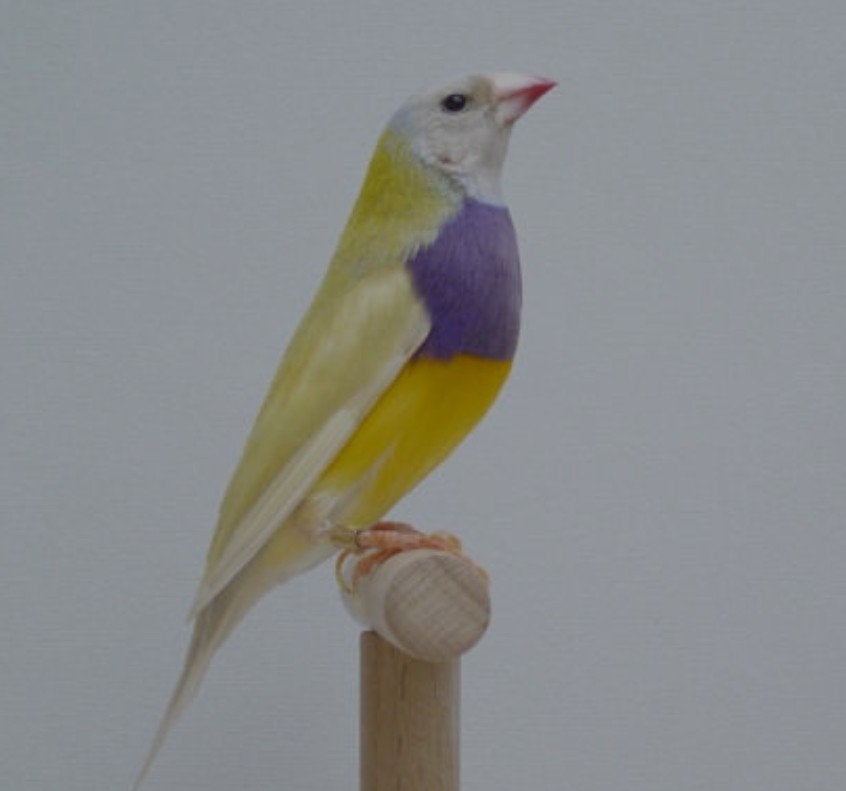 gouldamadine gezocht, Dieren en Toebehoren, Meerdere dieren