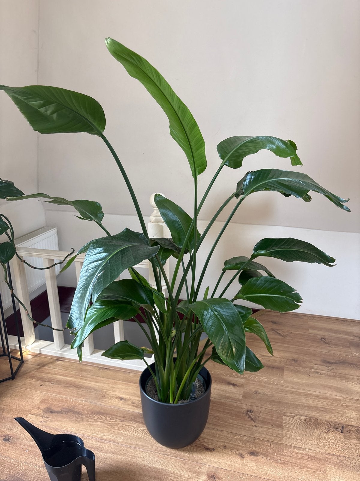 Strelitzia Nicolai (Paradijsvogelplant) 150 cm Hydrocultuur, Volle zon, Vaste plant, Bloeit niet, Ophalen