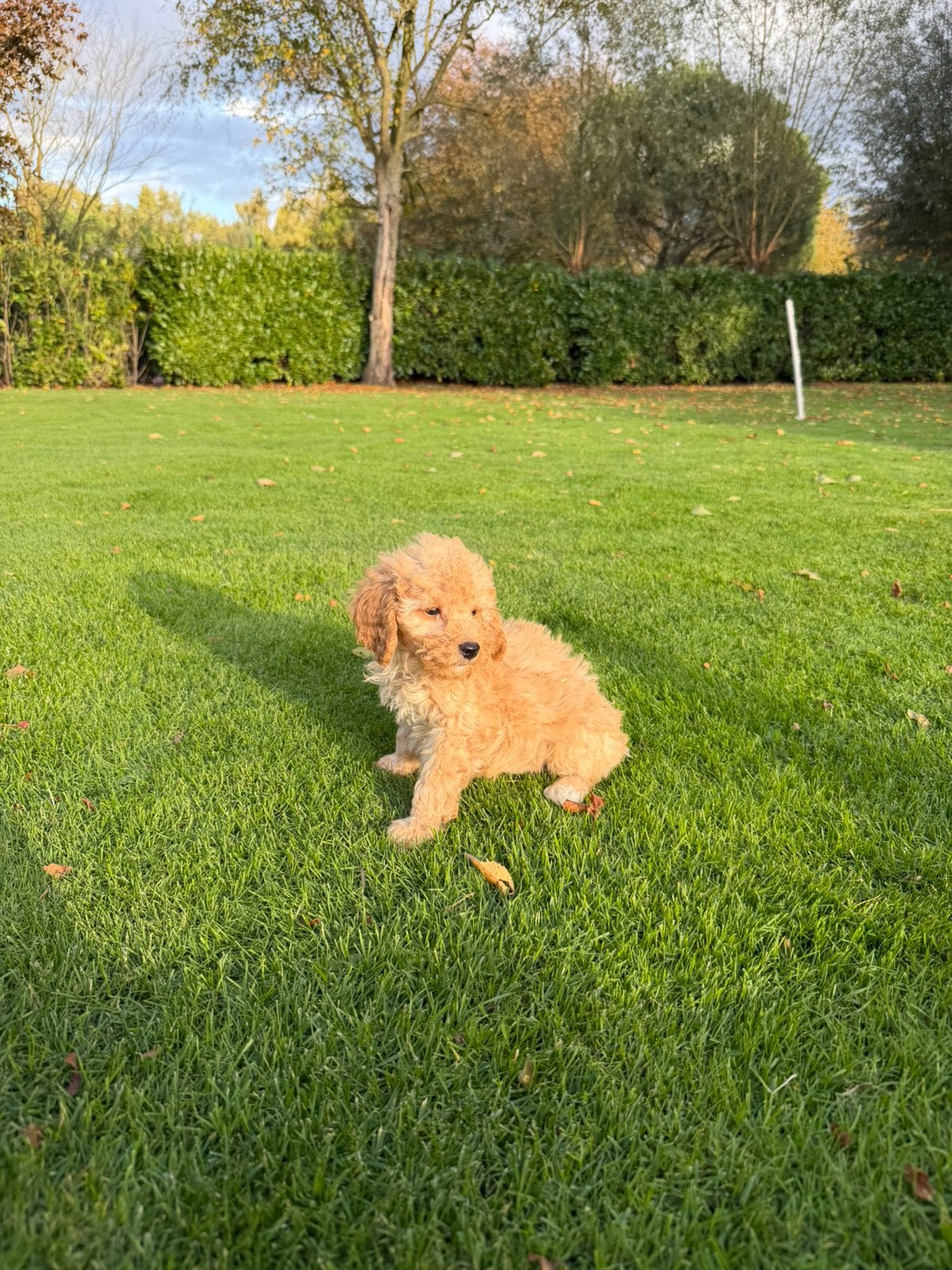 Dwergpoedel x Labradoodle pups (reutjes), Poedel, Nederland, Reu, CDV (hondenziekte)