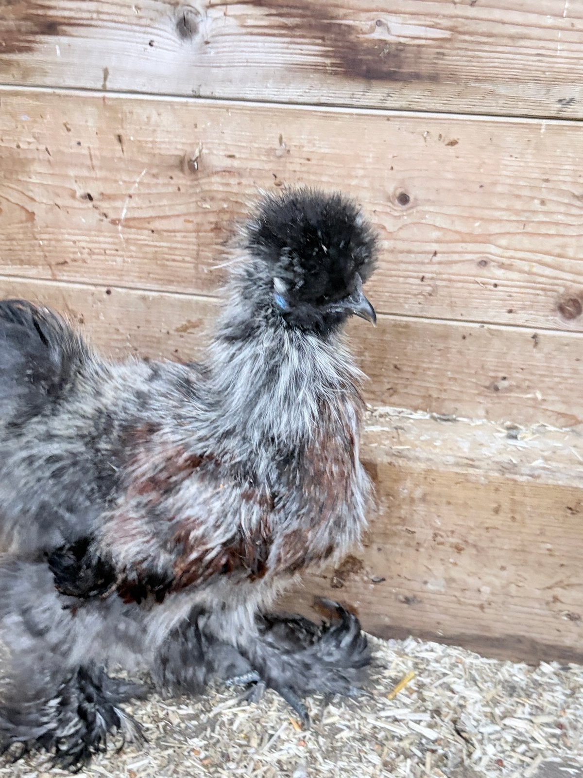 Te koop, 3 hennen, USA zijdehoentjes, Dieren en Toebehoren, Vrouwelijk, Kip