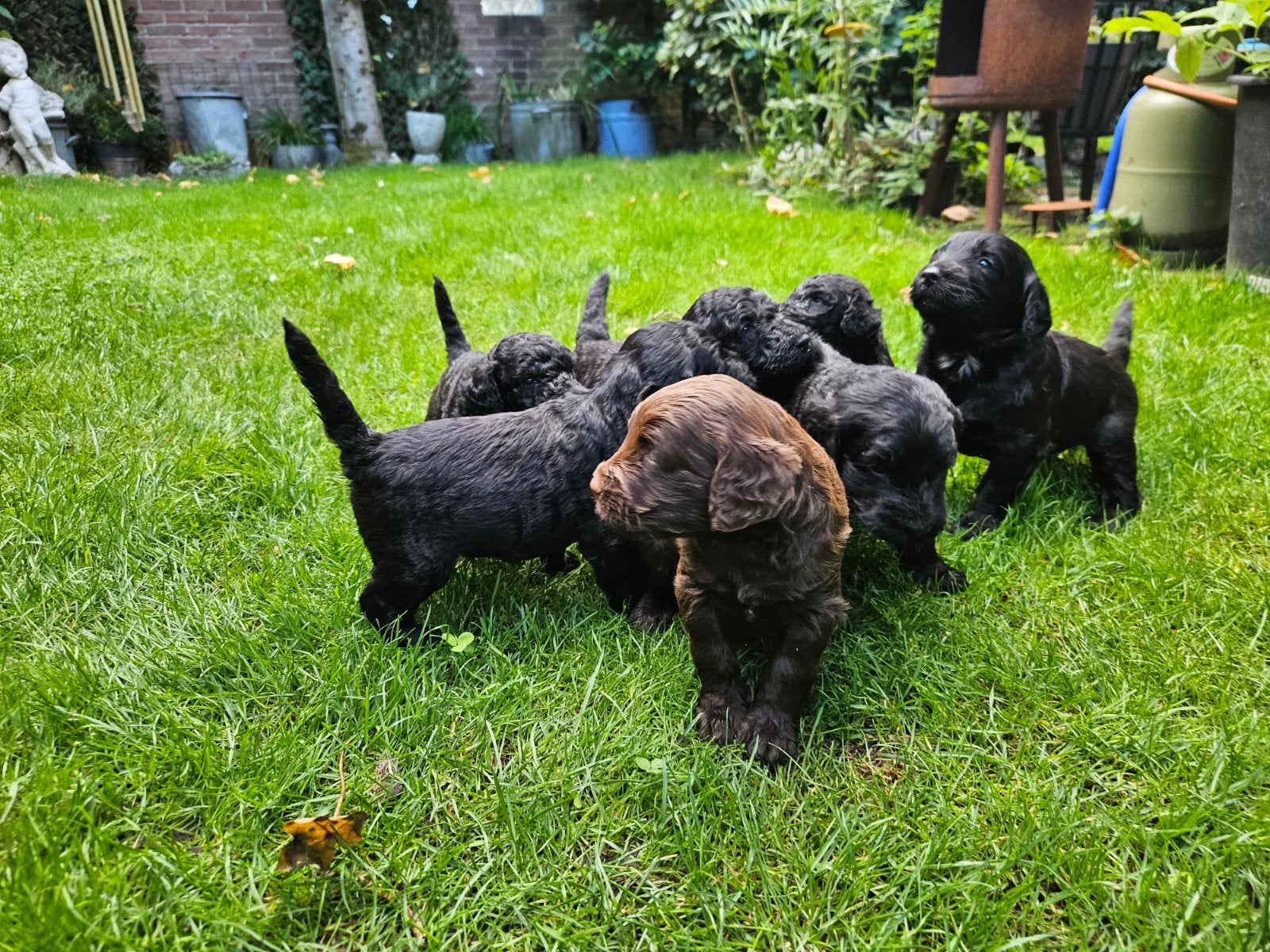 7 Labradoodle puppies bruin en zwart, Parvo, 8 tot 15 weken, Meerdere, Meerdere dieren