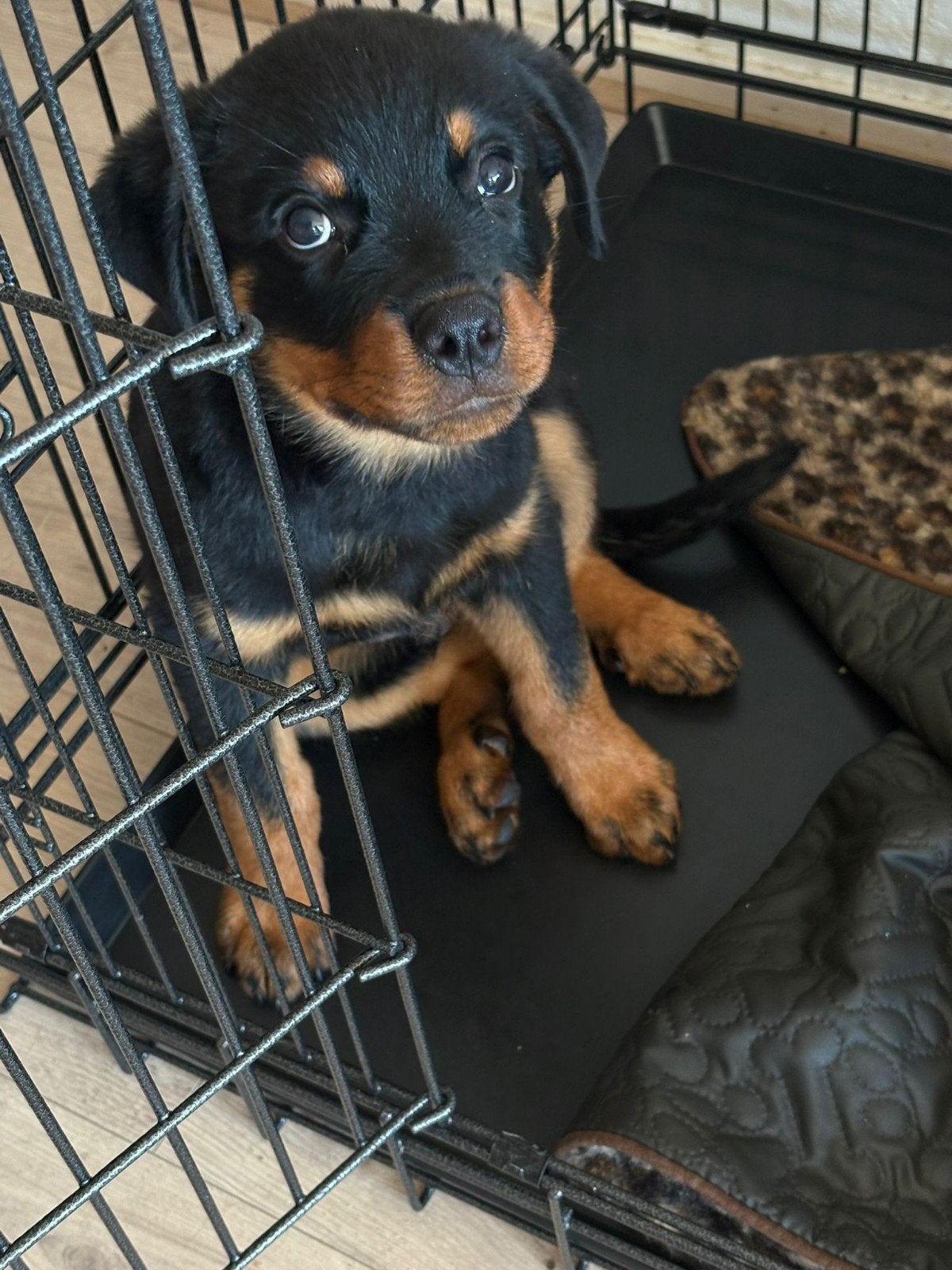 Rottweiler, Dieren en Toebehoren, Honden | Herdershonden en Veedrijvers, 8 tot 15 weken, Parvo, Eén hond, Nederland