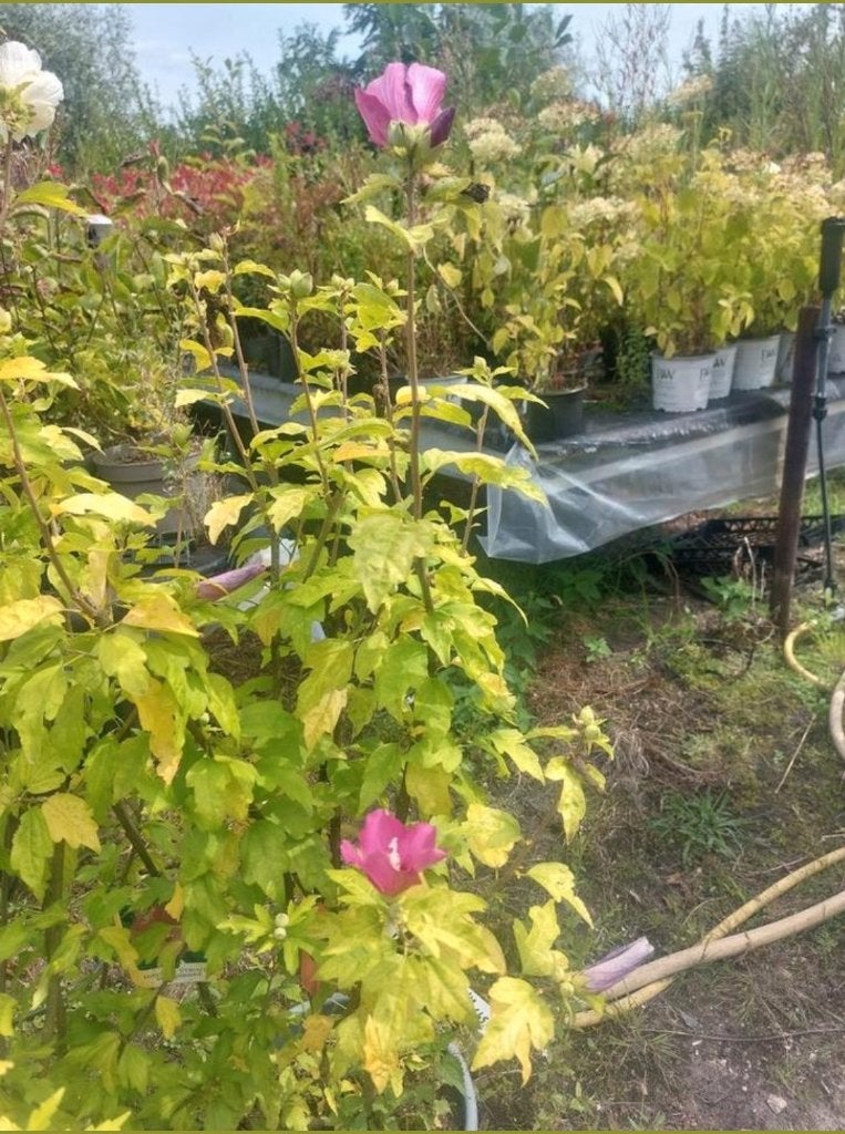 woodbridge hibiscus in diverse kleuren, Tuin en Terras, Volle zon, Vaste plant, Zomer, Ophalen