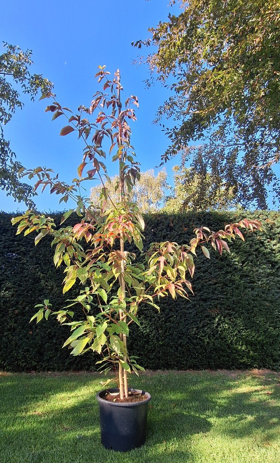 Japanse Kornoelje (Cornus controversa) - Prachtige boom, Overige soorten, Lente, 250 tot 400 cm, Ophalen