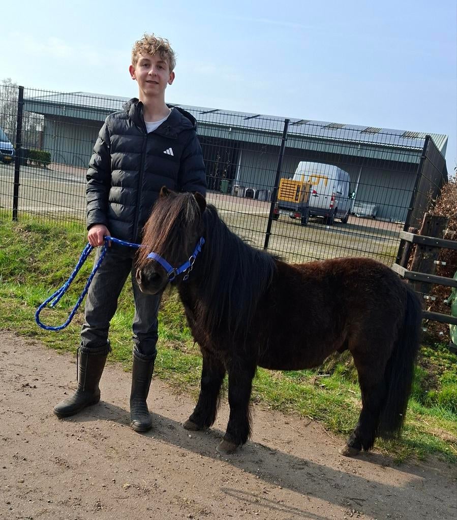 Bereden en getuigde Shetlander ruin, Dieren en Toebehoren, Merrie, A pony (tot 1.17m)