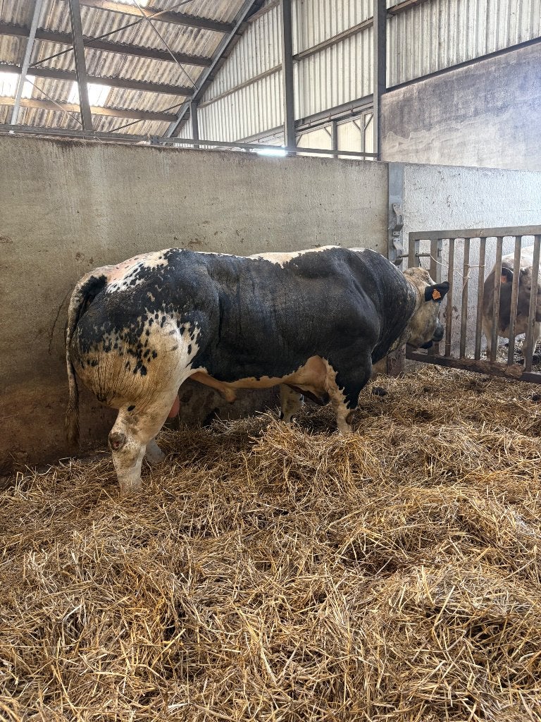 1 witrug dekstier, Dieren en Toebehoren, Runderen, Mannelijk, 0 tot 2 jaar