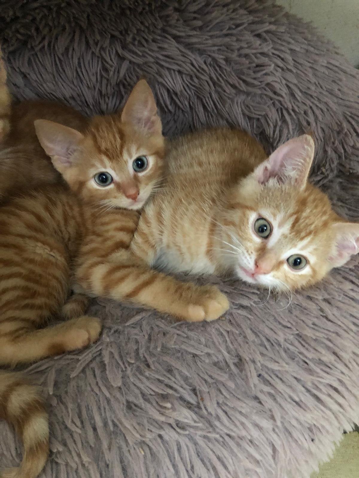 Twee prachtige rode katers te koop!, Kater