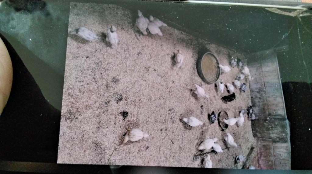 Jongen  kippen kuikens poule de bresse  x gigant, Meerdere dieren, Kip