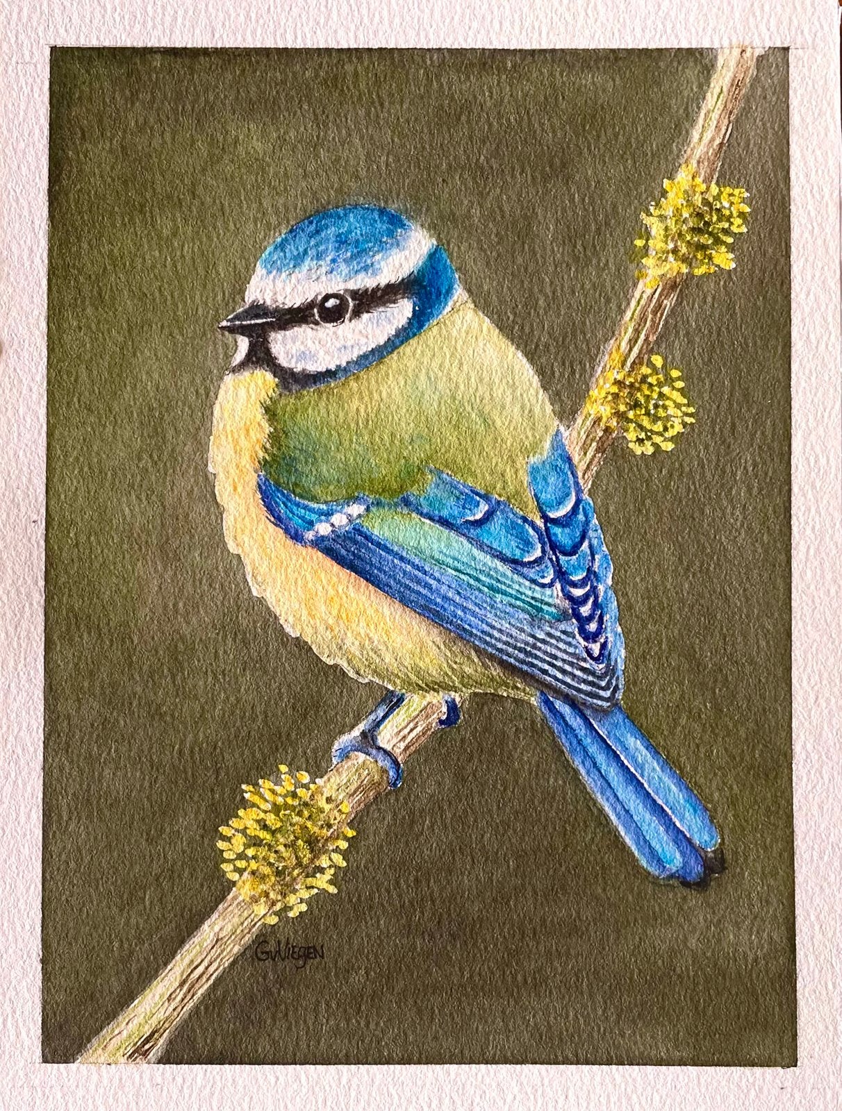 Schilderij Pimpelmees - vogels, Ophalen of Verzenden, Aquarel, Dieren