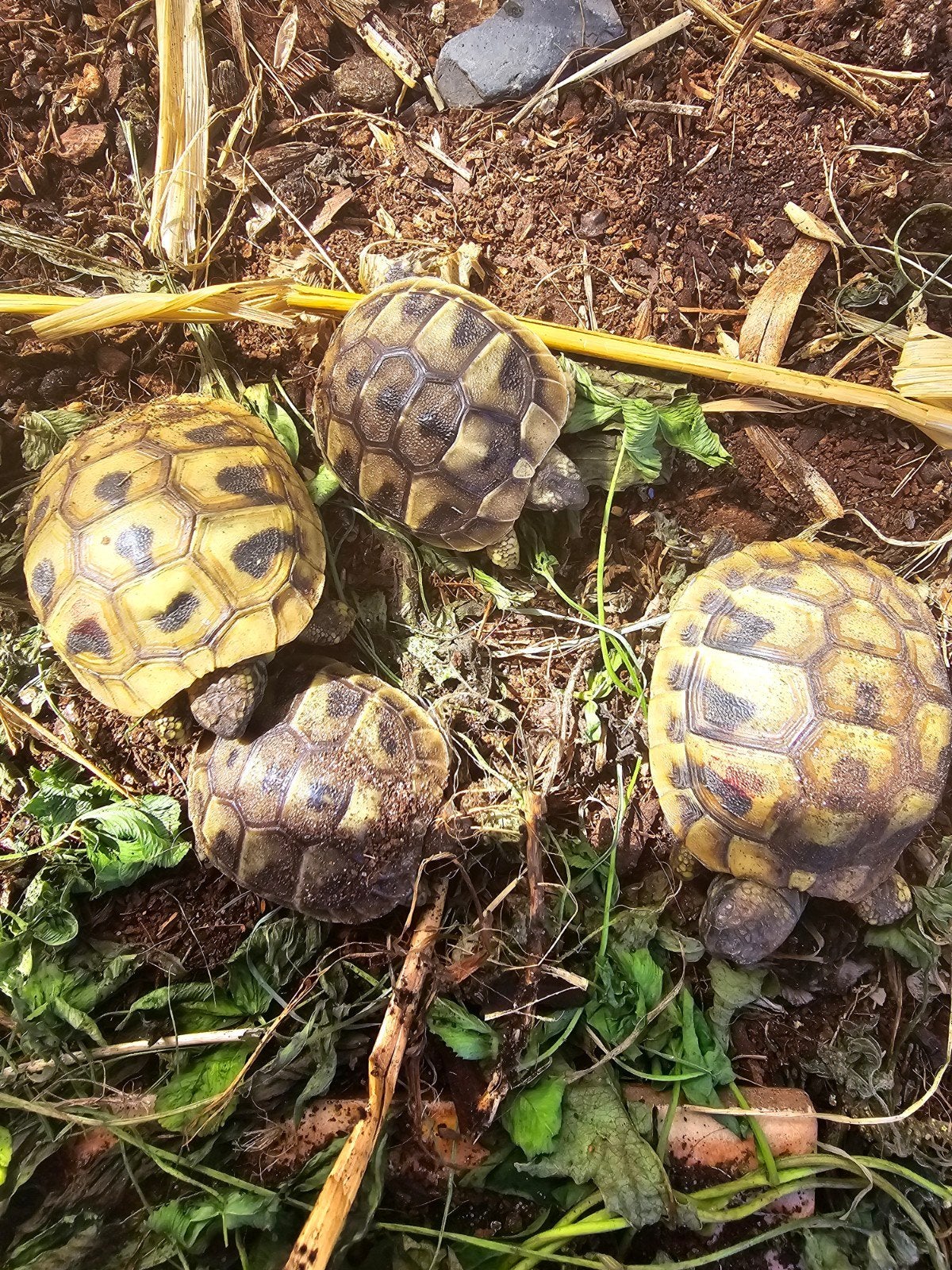 Nakweek Griekse landschildpadden Tortoise photo 7