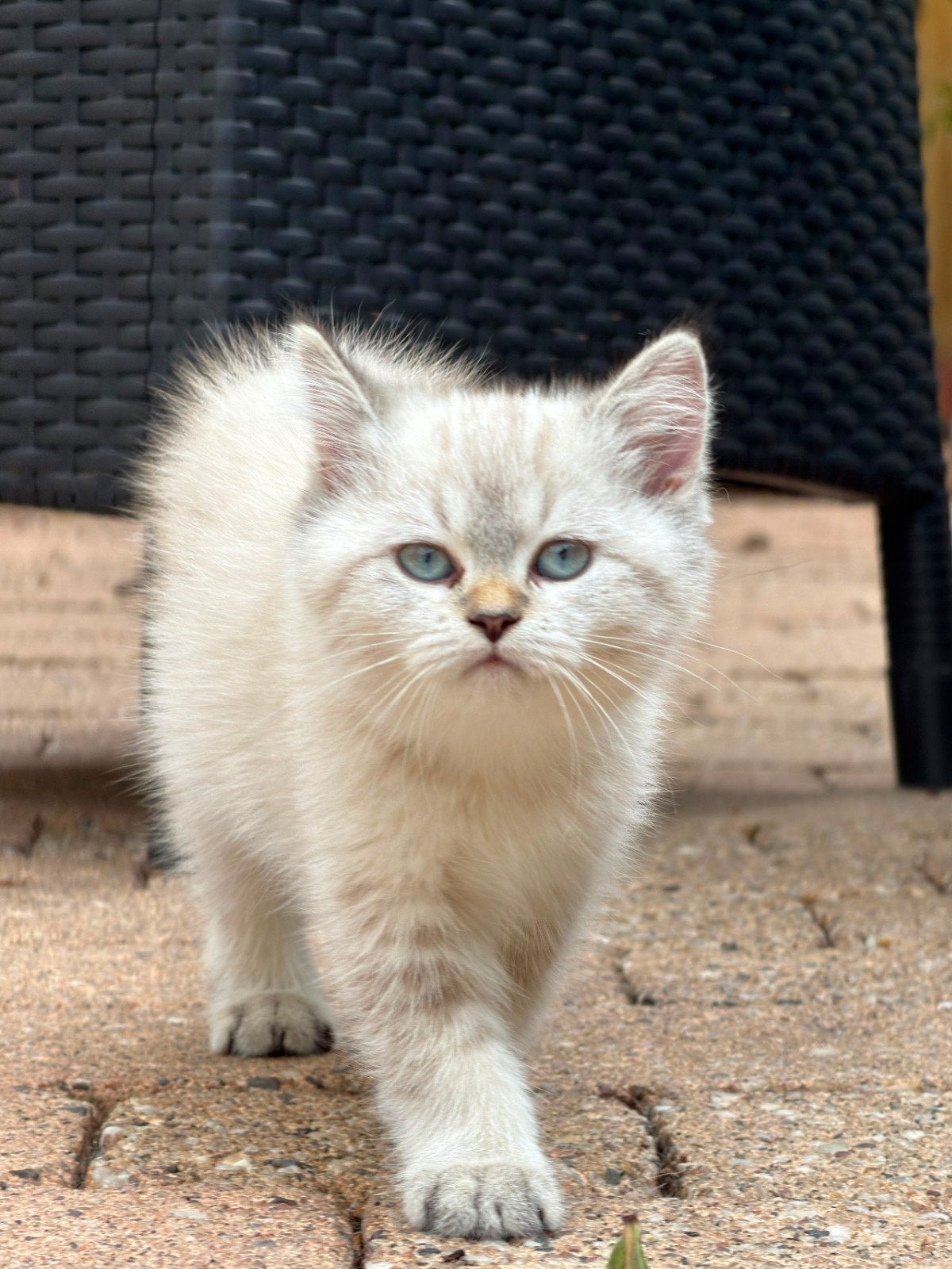 Britse korthaar kittens., Poes, Gechipt, 0 tot 2 jaar