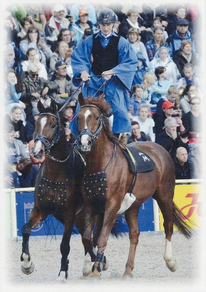 Hengstparade  Gestut Marbach ungarische Post 395, Ophalen of Verzenden, 1980 tot heden, Ongelopen, Paard