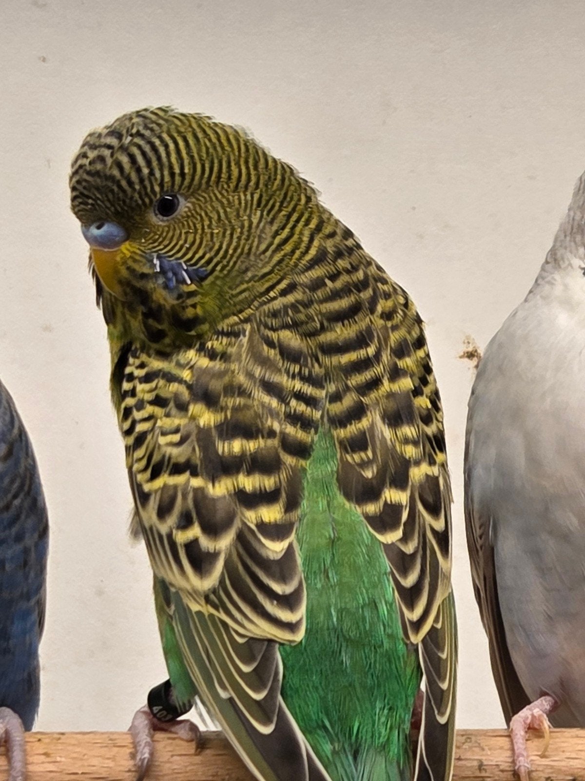 bf grasparkieten, Dieren en Toebehoren, Vogels | Parkieten en Papegaaien, Meerdere dieren, Parkiet