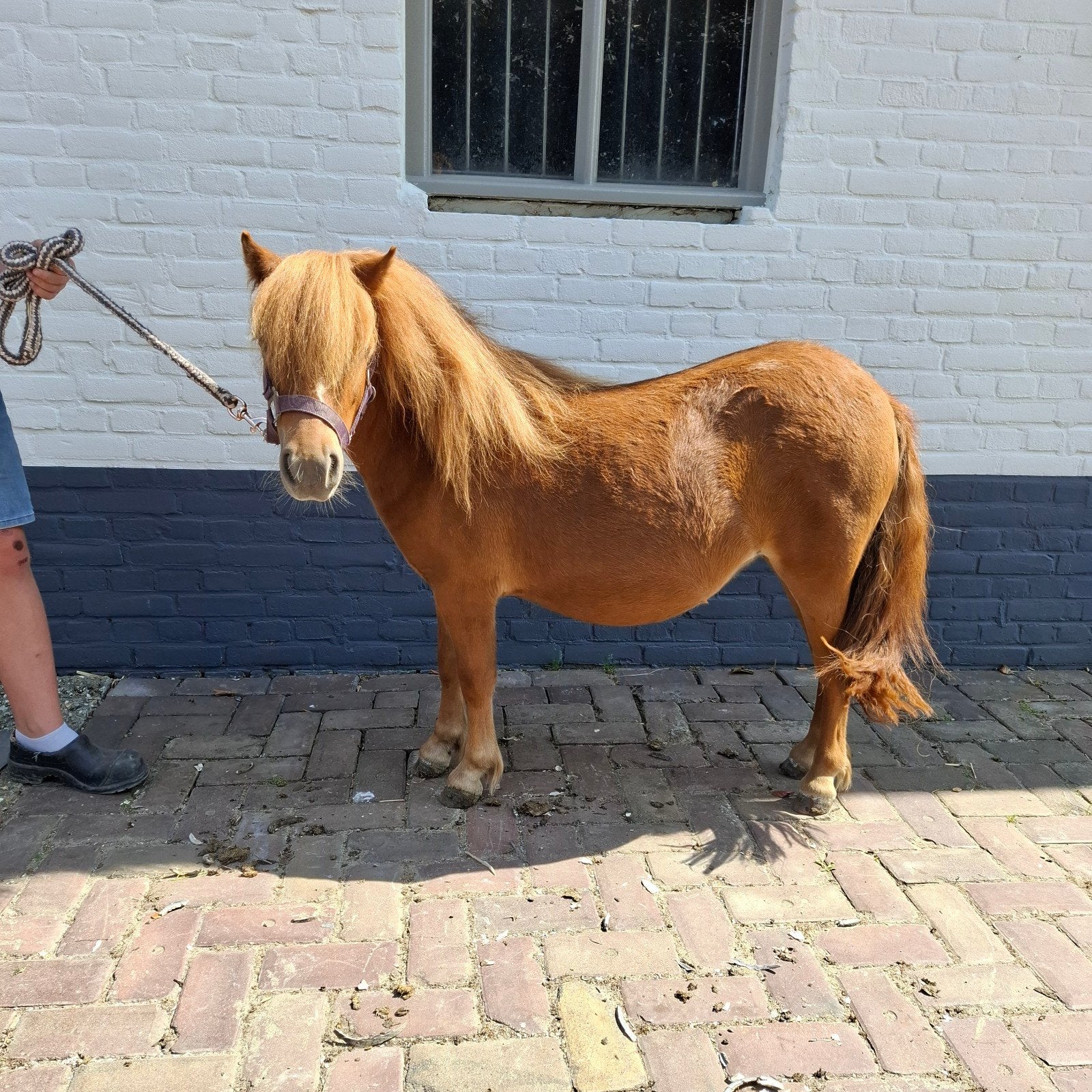 lieve pony's te koop, Merrie, A pony (tot 1.17m), 0 tot 2 jaar