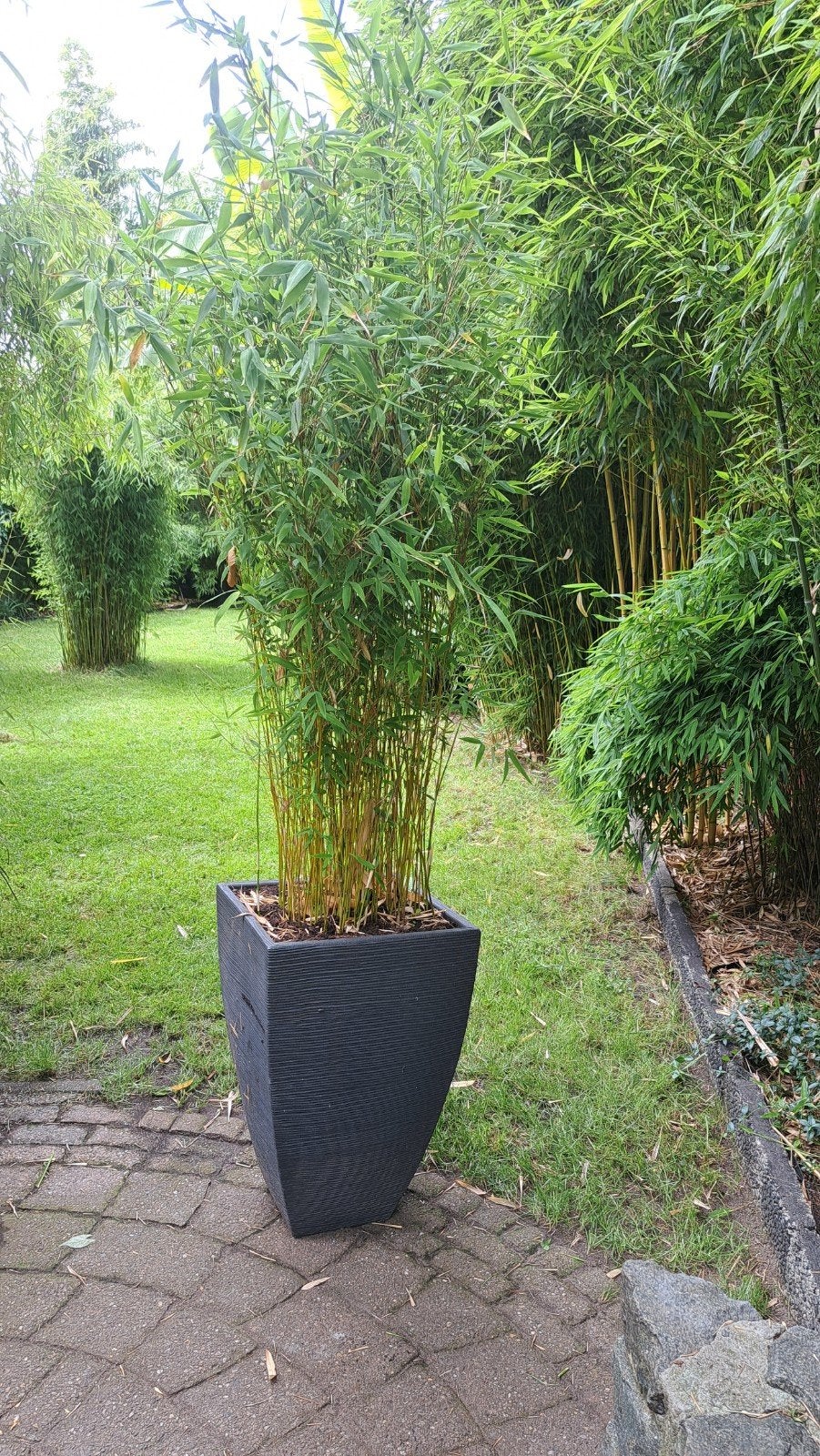 bamboe fargesia, Tuin en Terras, Ophalen of Verzenden, Bamboe, 250 cm of meer