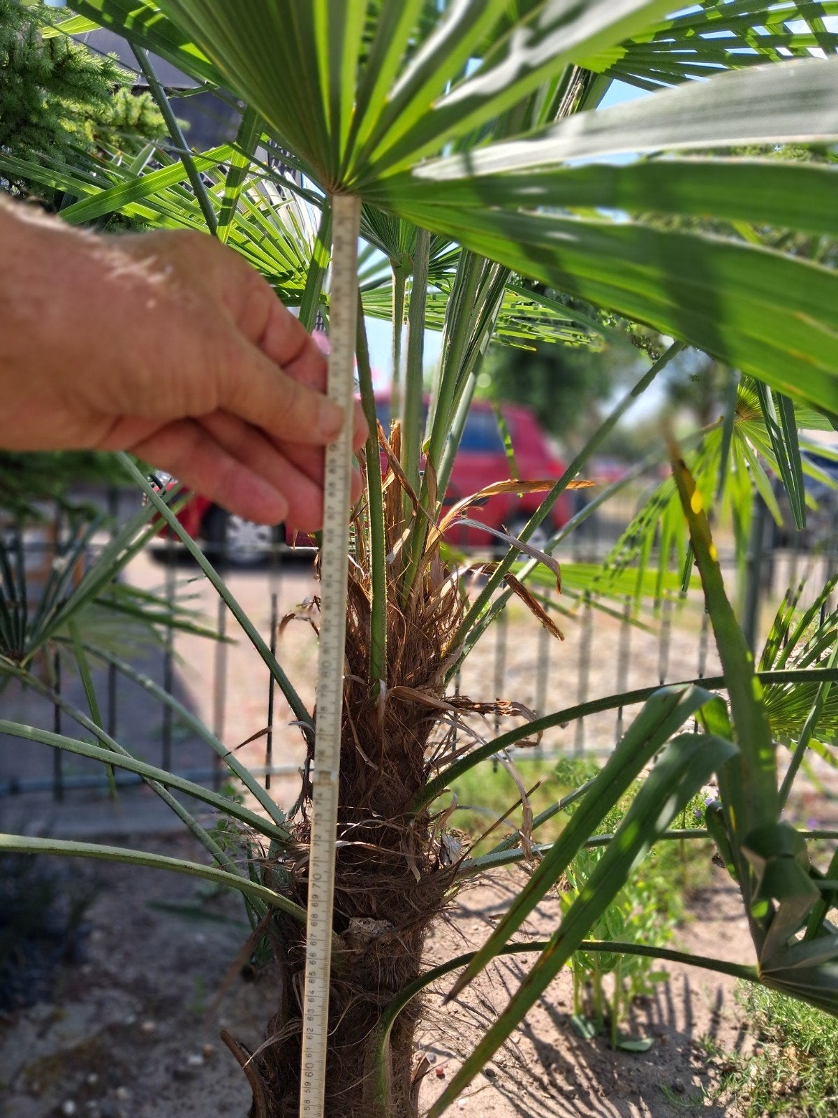 Fortunei winterharde palmboom, Ophalen of Verzenden, Gehele jaar, Volle zon