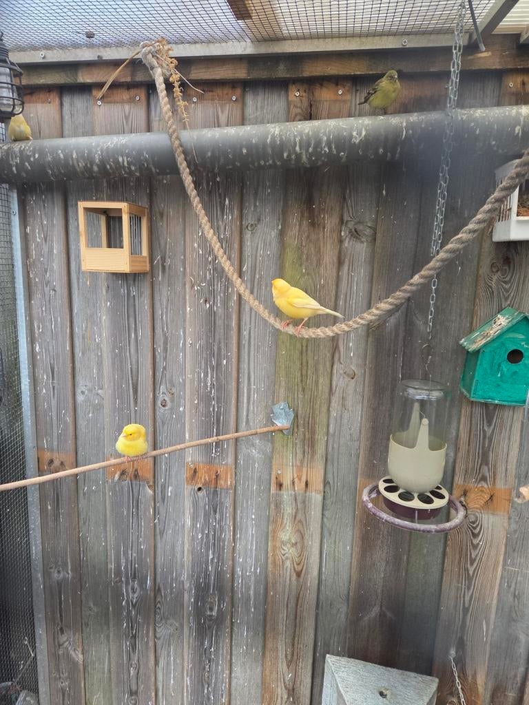 Kanaries, Dieren en Toebehoren, Vogels | Kanaries
