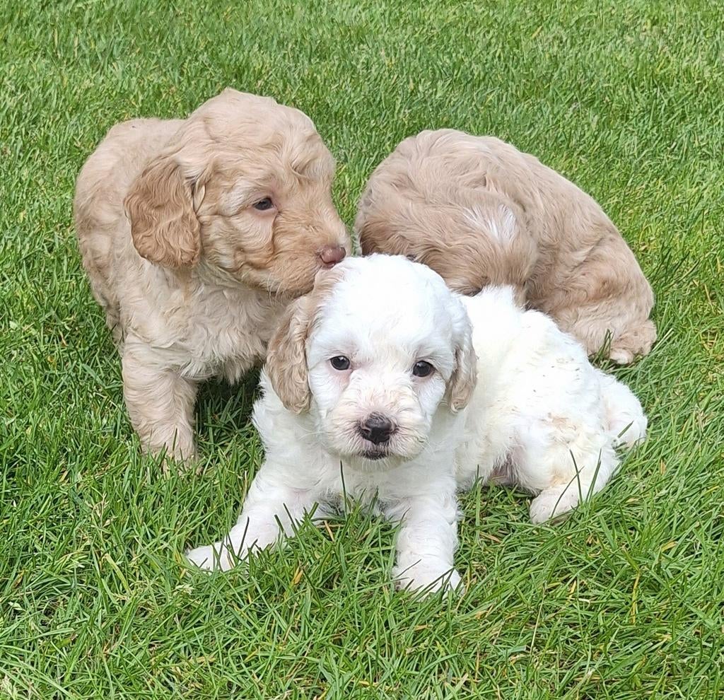 Australian labradoodle mini pups!!, Nederland, Overige rassen, Meerdere, Meerdere dieren
