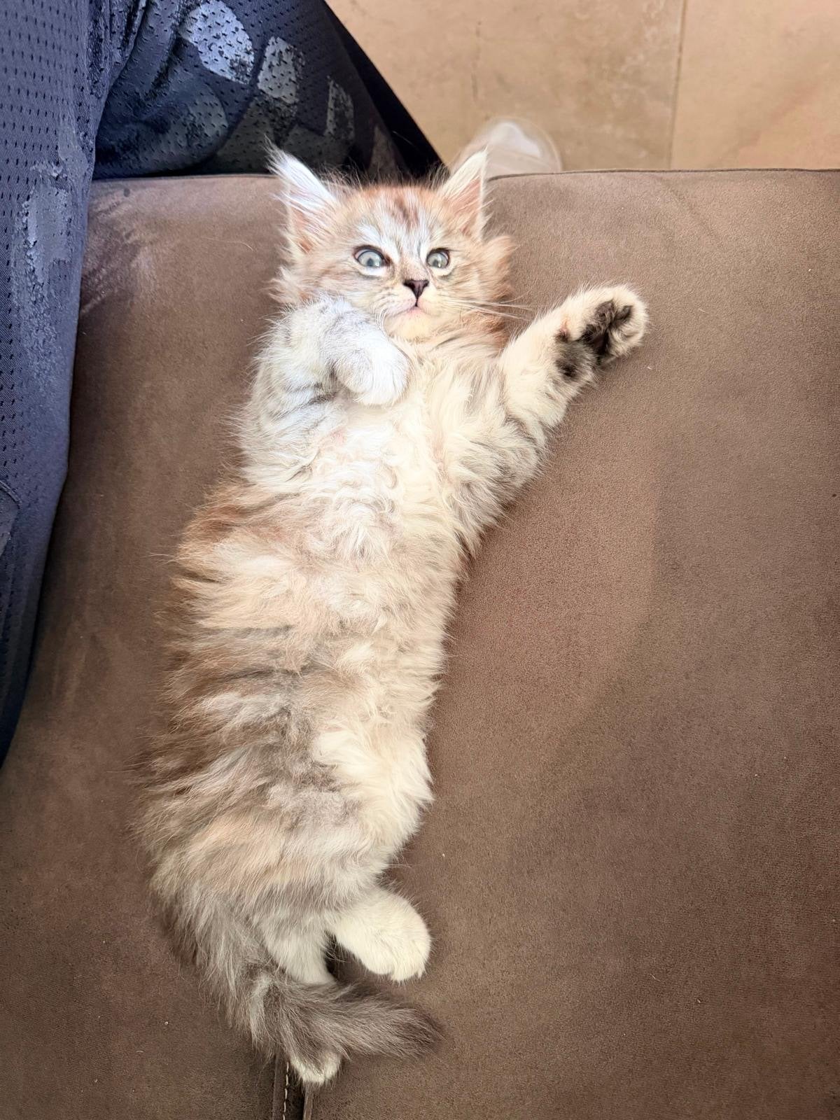 Barfi 3 months old kitten, Poes