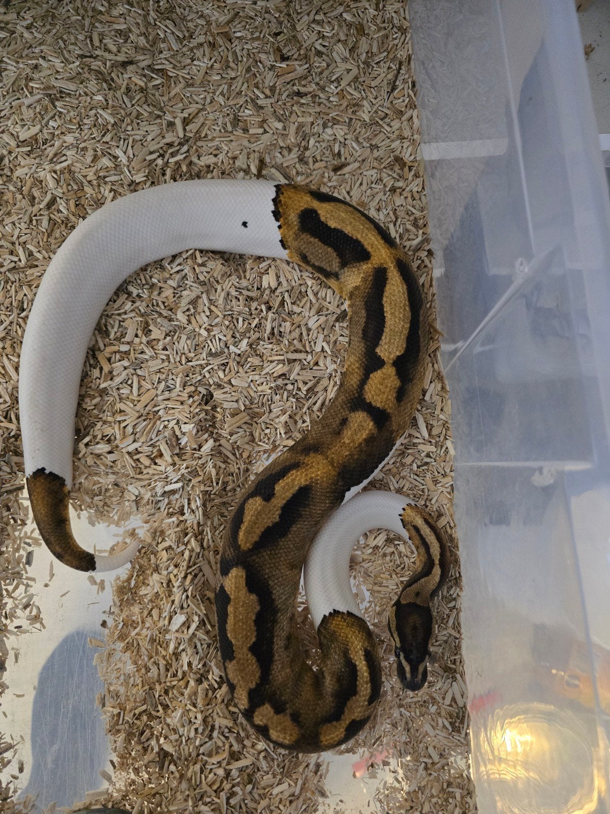 div ball pythons Ball Python photo 2