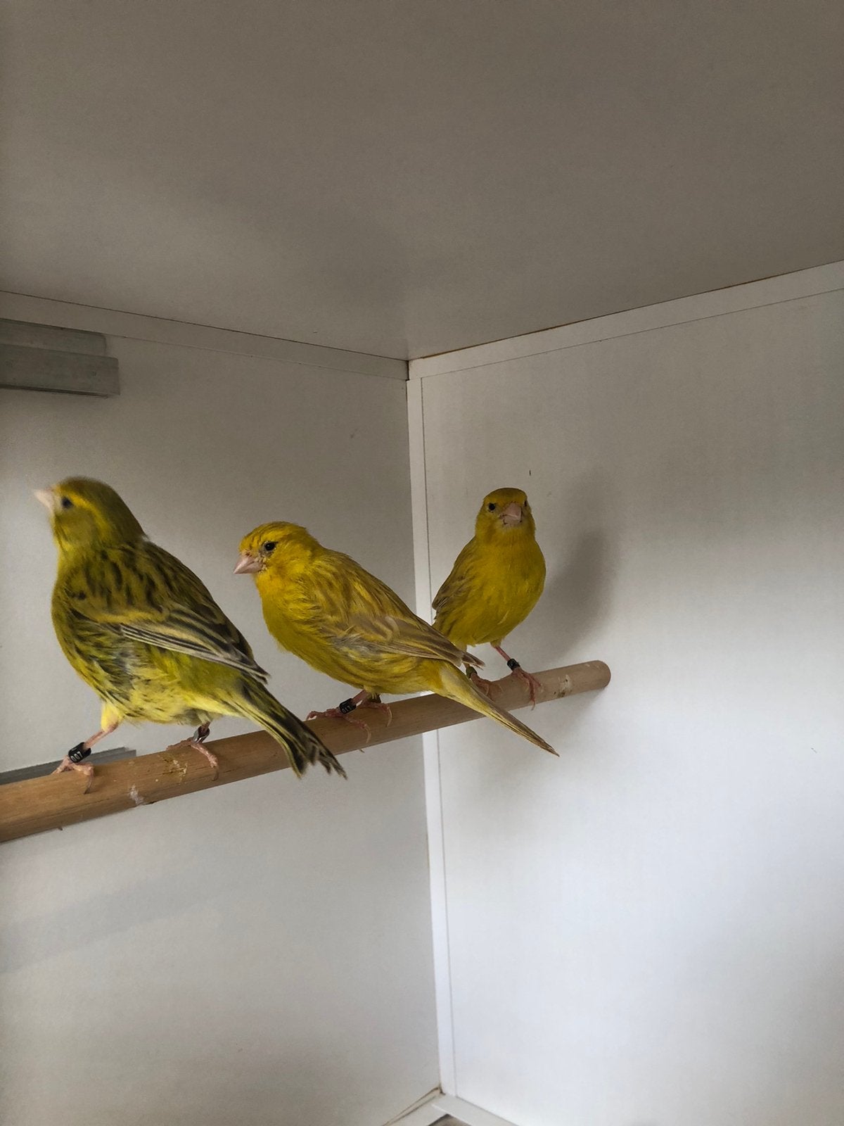 Kanaries in div kleuren, Dieren en Toebehoren, Meerdere dieren, Kleurkanarie