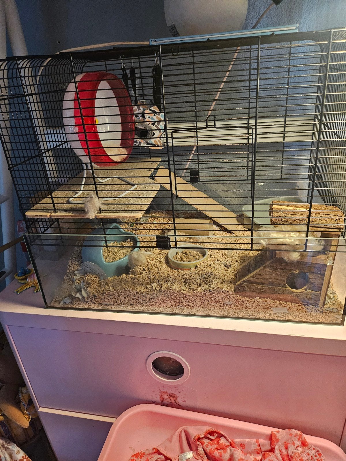 Glazen Hamsterkooi, Ophalen of Verzenden, Zo goed als nieuw, Loopwiel of Rad