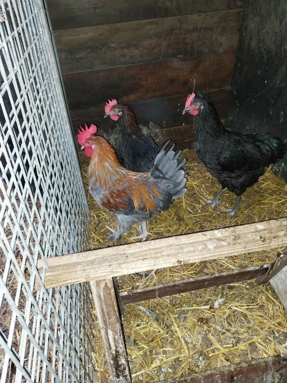 Te koop Marans en Jersey Giant, Mannelijk, Kip