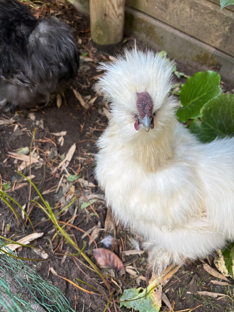 Zijdehoen haan, Dieren en Toebehoren, Mannelijk, Kip