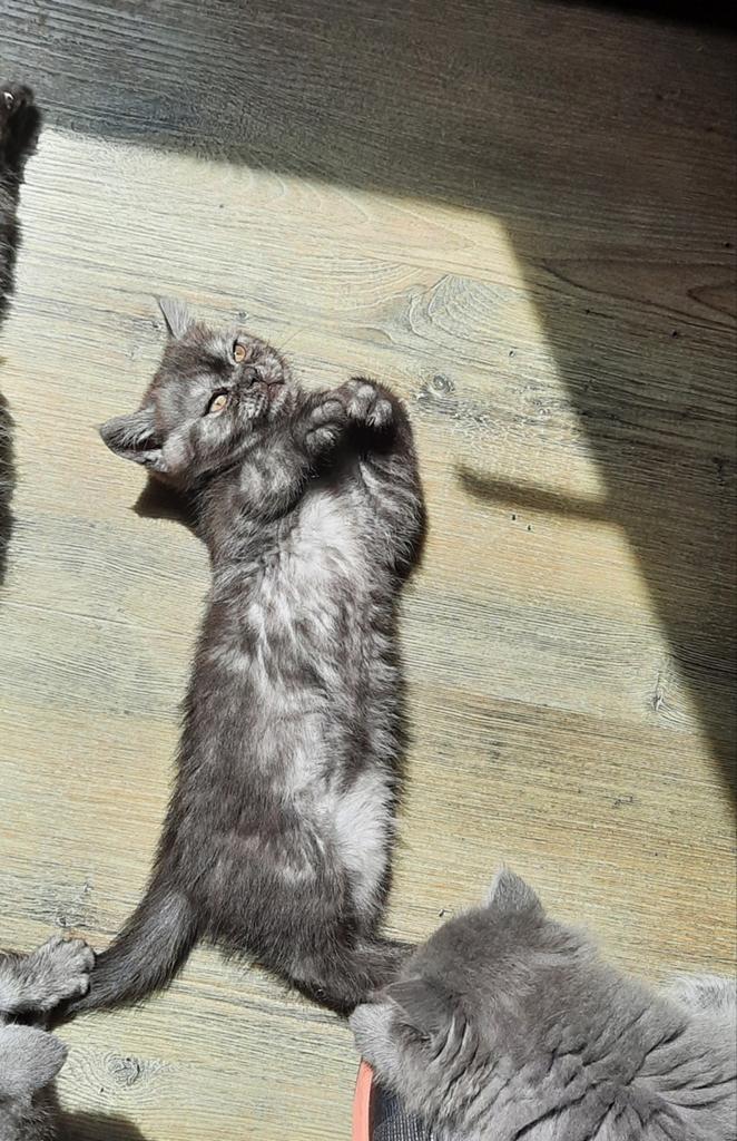 Te koop tabbykleurige britse korthaar kitten!, Dieren en Toebehoren, Katten en Kittens | Raskatten | Korthaar, Meerdere dieren