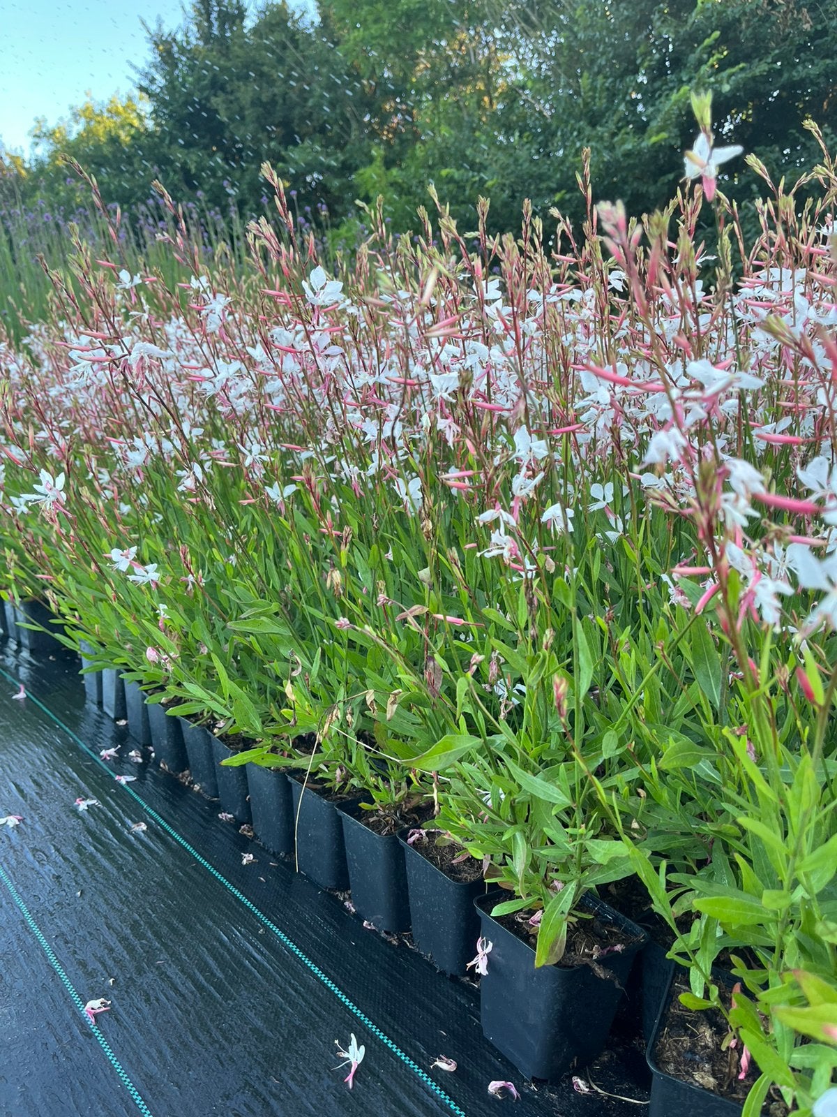 Tuinplanten/Geldermalsen/Scherpe prijzen/ ZATERDAG GEOPEND, Ophalen of Verzenden, Vaste plant