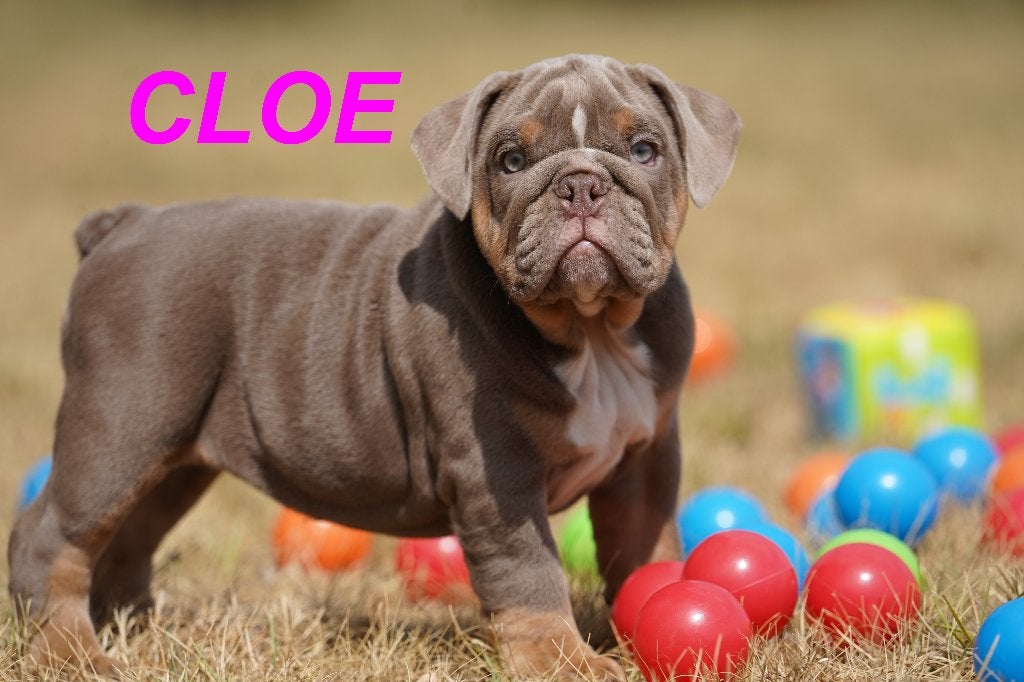 Prachtige en gezonde Engelse Bulldog puppy', Dieren en Toebehoren, Honden | Bulldogs, Pinschers en Molossers, 8 tot 15 weken, Buitenland