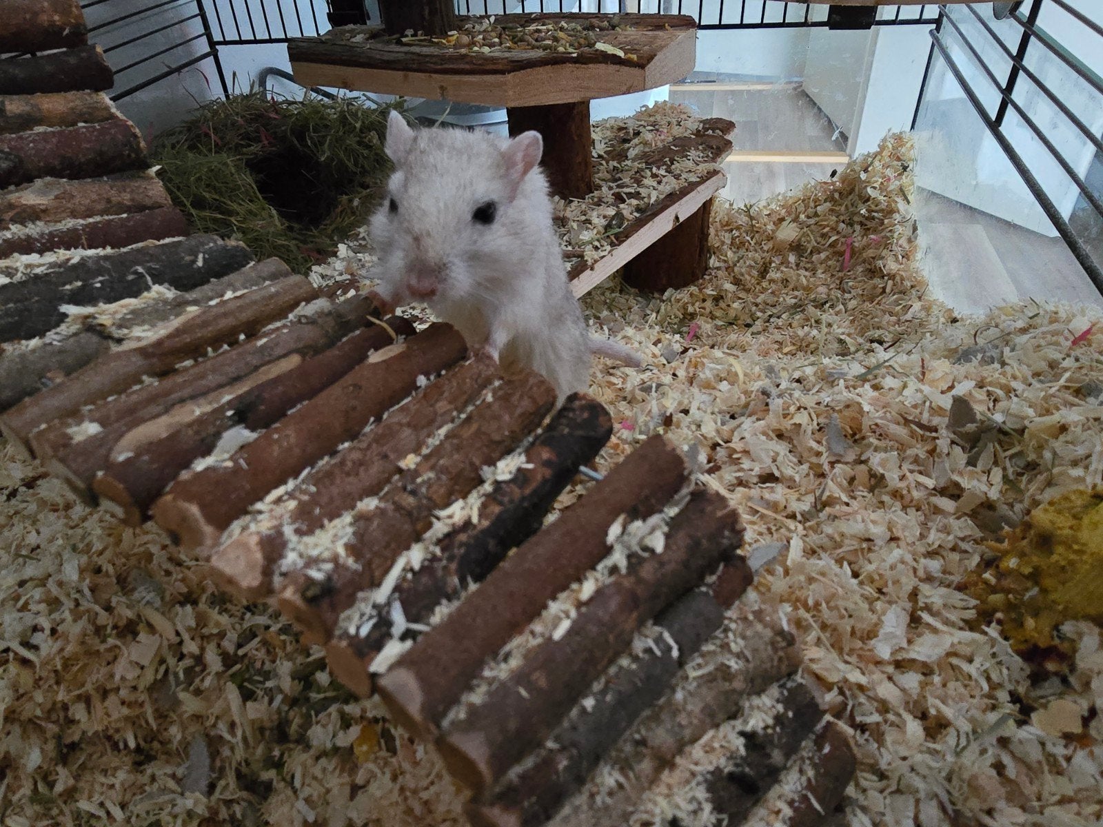 2 gerbils, Dieren en Toebehoren, Knaagdieren, Januari, Vrouwelijk, Overige typen