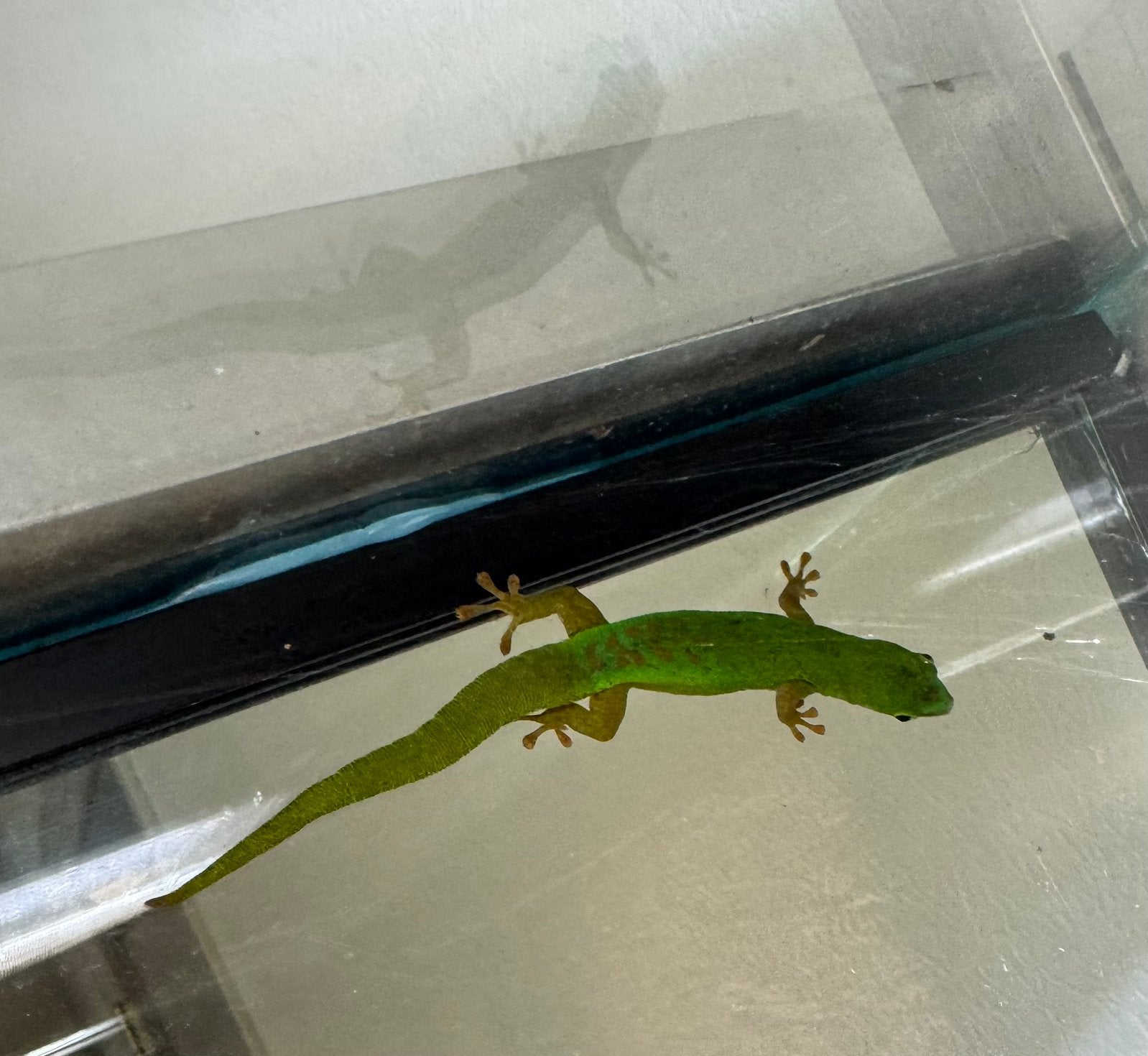 Koppel phelsuma astriata astriata, Dieren en Toebehoren, Wandelende tak