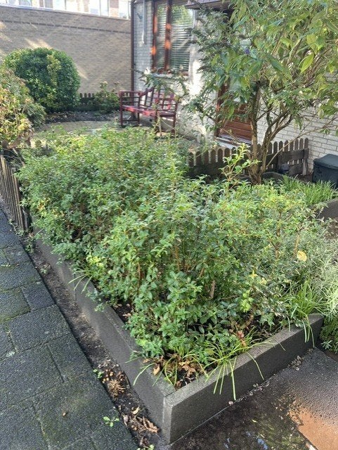 Gratis ophalen: haagplant schijnhulst, Tuin en Terras, Overige soorten, Lente, Minder dan 100 cm, Ophalen