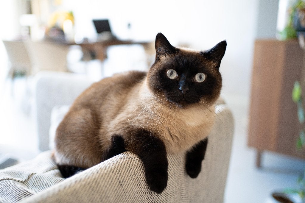 Siamees Poes/ Thai Siamese Cat Looking for a Loving Home, Poes, Gechipt, 3 tot 5 jaar