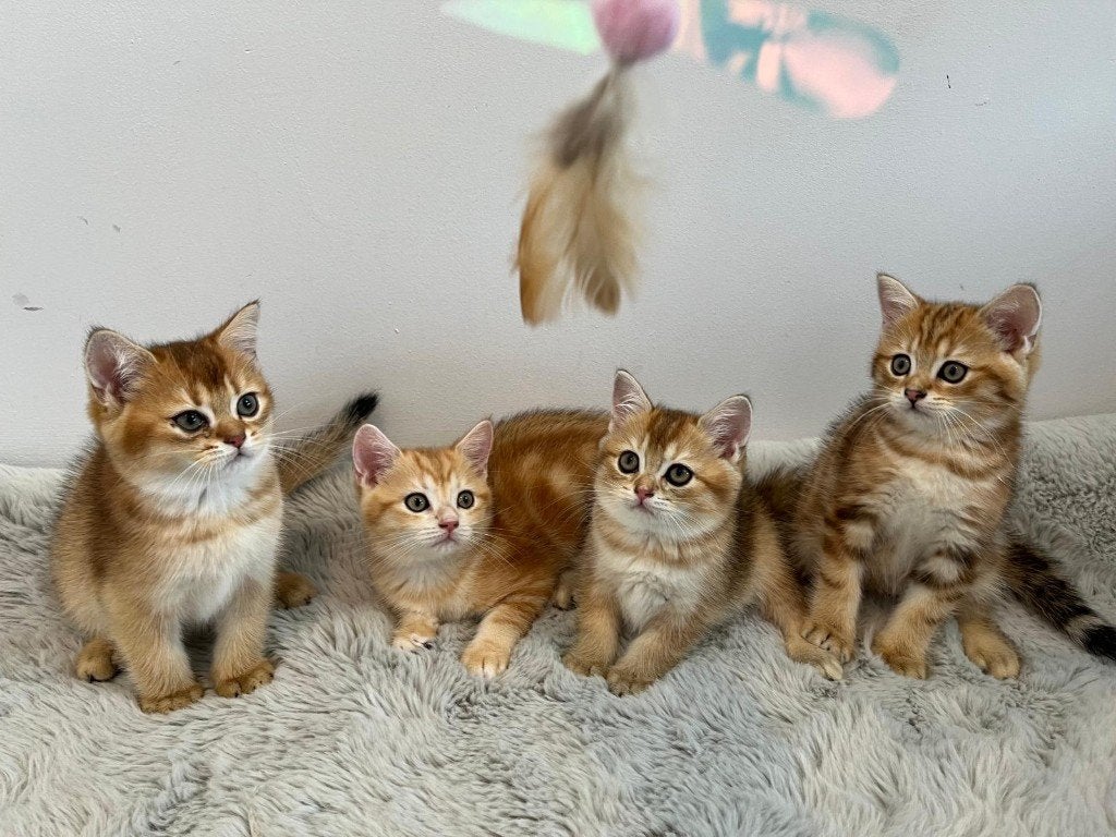 Britse korthaar kittens, Dieren en Toebehoren, Meerdere dieren, Met stamboom, 0 tot 2 jaar