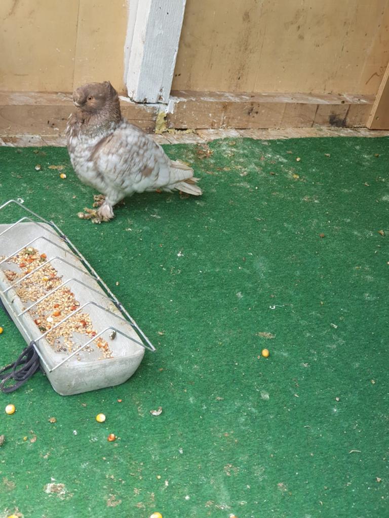 Dit zijn middenoosten duiven., Meerdere dieren, Overige soorten
