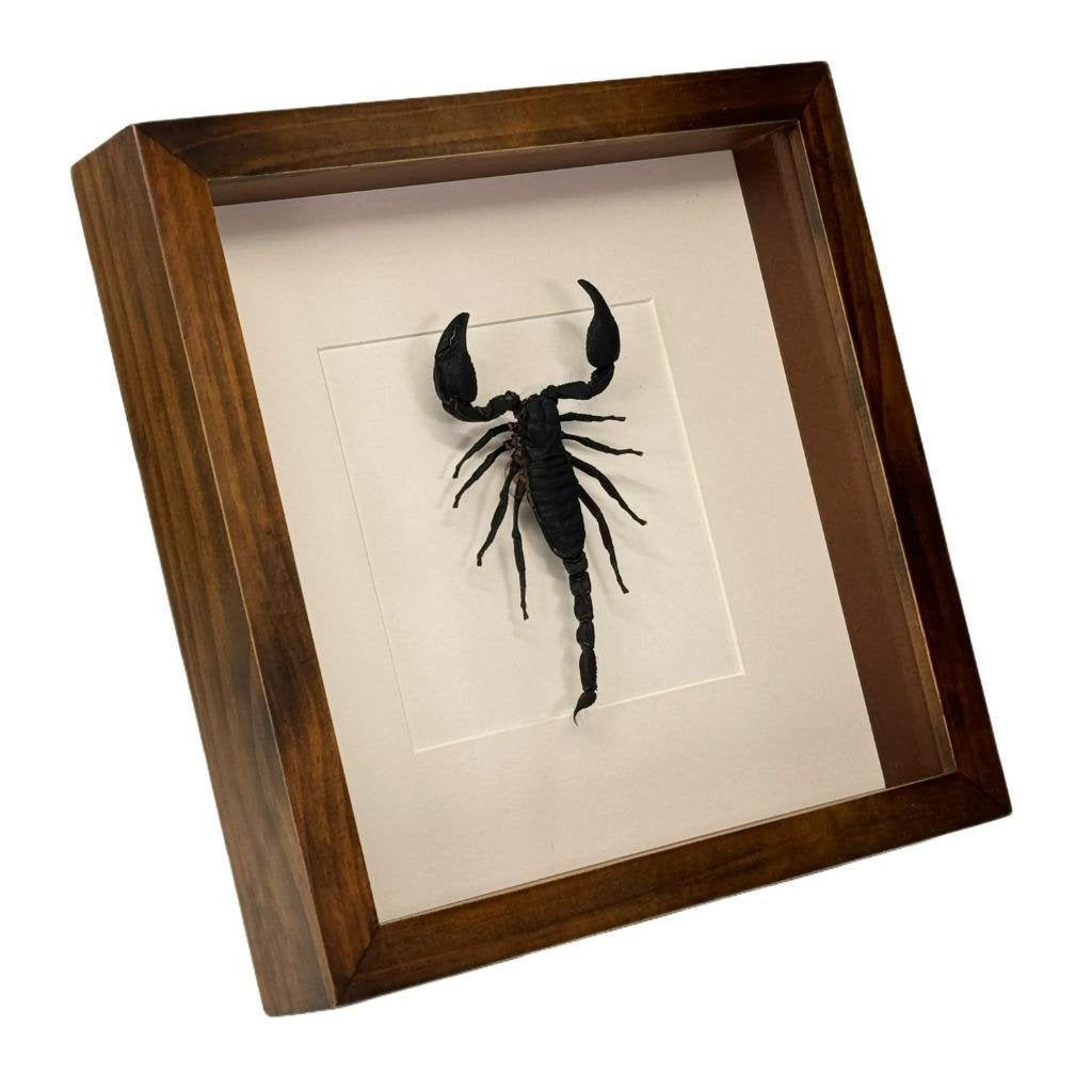 Palamnaeus fulvipes schorpioen passe partout lijst 25x25 cm, Verzamelen, Dierenverzamelingen, Ophalen of Verzenden, Nieuw, Insect