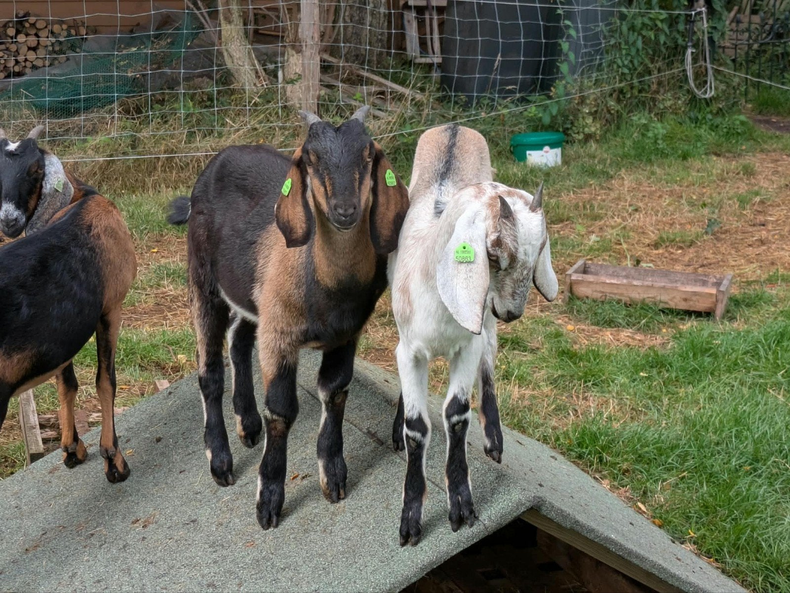 nubische geiten, Dieren en Toebehoren, 0 tot 2 jaar