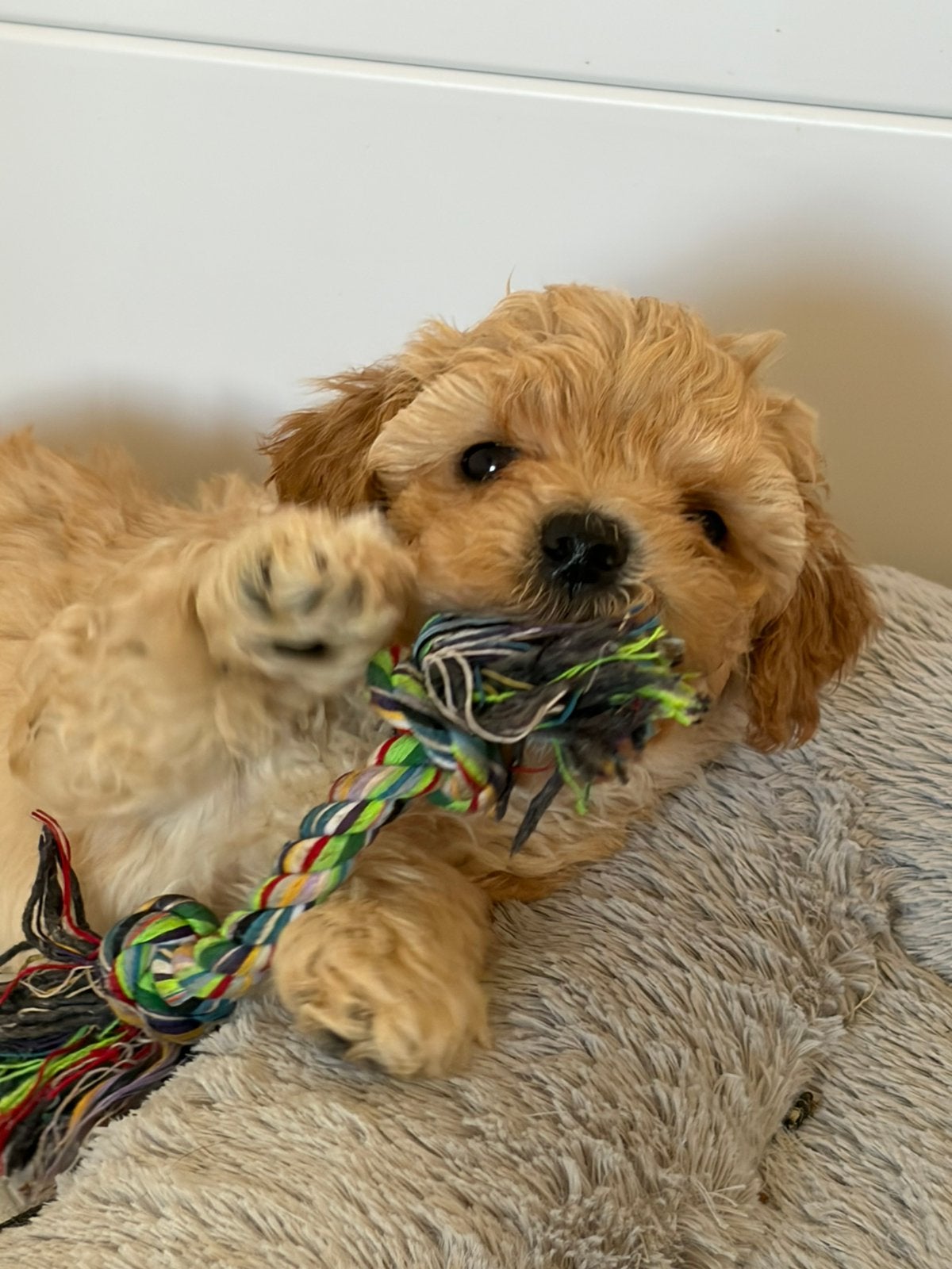 Tk:Maltipoo pups, Parvo, Overige rassen, 8 tot 15 weken, Meerdere dieren