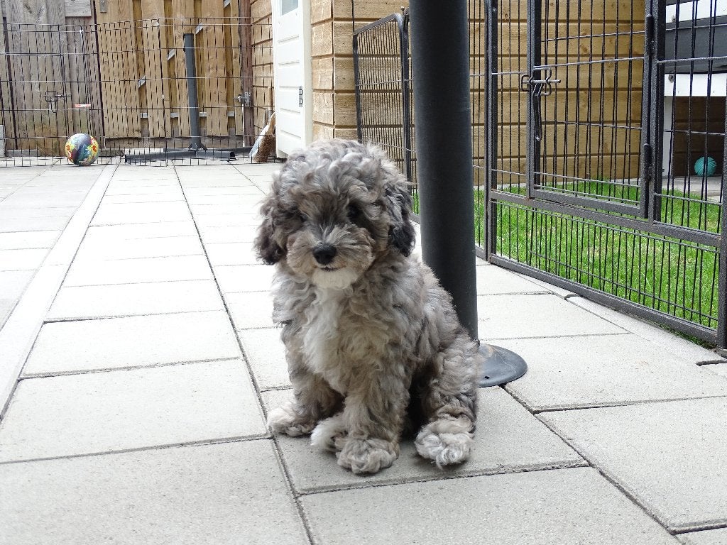 Prachtige dwerg / toy poedel puppy's, Dieren en Toebehoren, Honden | Chihuahua's en Gezelschapshonden, Poedel, Parvo, 8 tot 15 weken