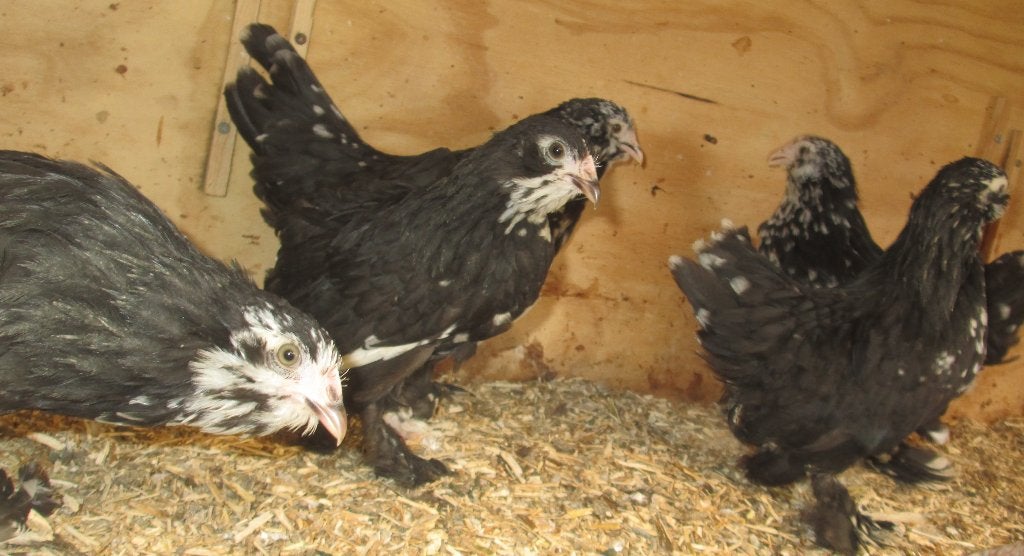 jonge ukkelse baardkrielen, Dieren en Toebehoren, Pluimvee, Vrouwelijk, Kip