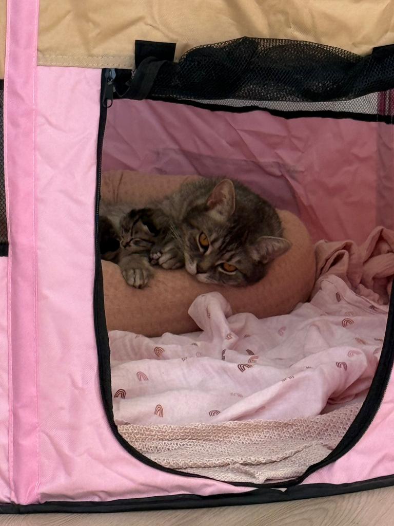 Britse Korthaar x Bombay kittens, Dieren en Toebehoren, Katten en Kittens | Raskatten | Korthaar, Meerdere dieren, Ontwormd