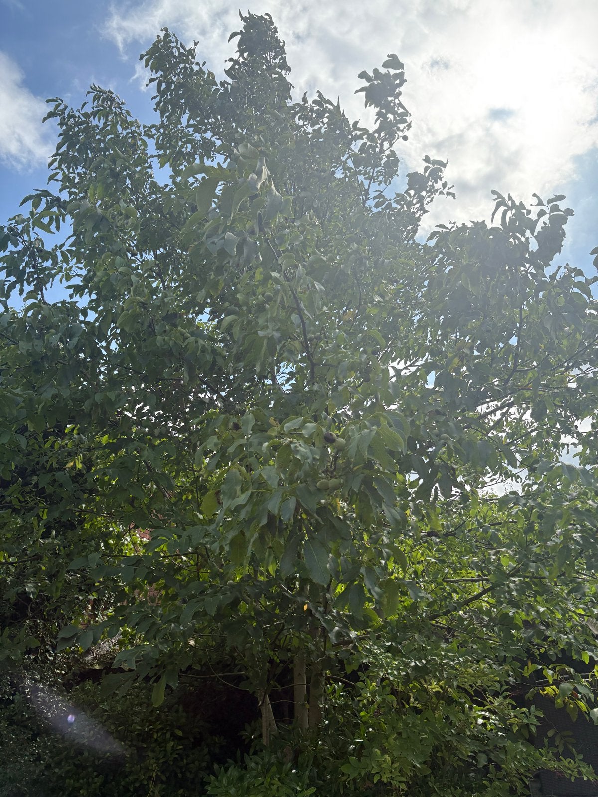 Grote Walnotenboom - Juglans Regia, Overige soorten, Lente, 400 cm of meer, Ophalen