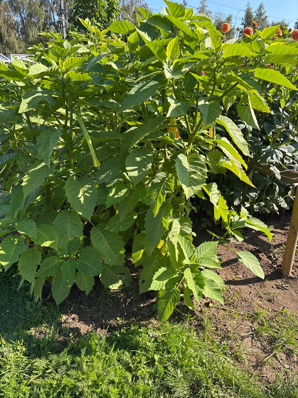 Grote Gele Engelentrompet - Brugmansia, Volle zon, Vaste plant, Zomer, Ophalen