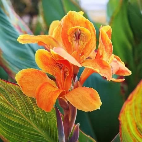 Canna indica zaden €2 per 10 stuks, Ophalen of Verzenden, Volle zon