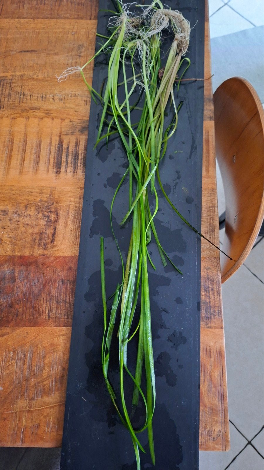 Vallisneria spiralis, Dieren en Toebehoren, Ophalen
