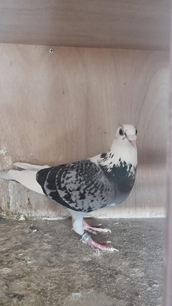 koppel Peter v d Haar, Dieren en Toebehoren, Vogels | Duiven, Meerdere dieren, Postduif
